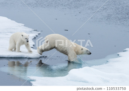 Wild Polar Bear and cubs jumping across the ice on the pack ice, north of Svalbard Arctic Norway Wild Polar Bear and cubs jumping across the ice on the pack ice, north of Svalbard Arctic Norway 110533750