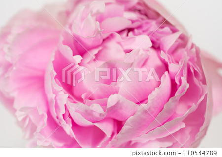 peony flower close up on white background peony flower close up on white background 110534789