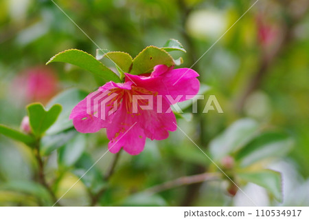 Camellia 110534917