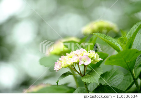 附近的繡球花 110536534