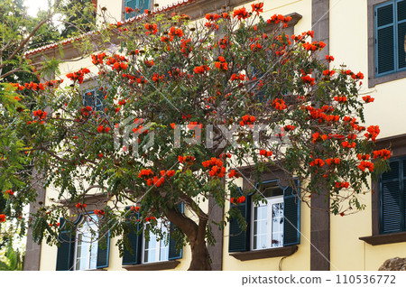 Spathodea Campanulata known as African Tulip Tree in Funchal, Madeira. Spathodea Campanulata known as African Tulip Tree in Funchal, Madeira. 110536772