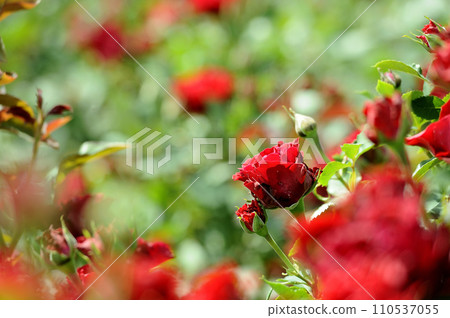 The bright red rose I saw someday The bright red rose I saw someday 110537055