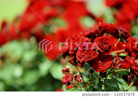The bright red rose I saw someday The bright red rose I saw someday 110537078