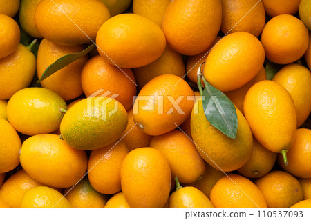 Many kumquat fruits. Many kumquat fruits. 110537093