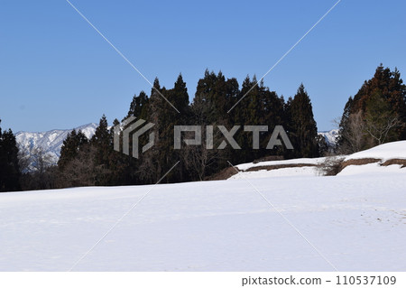 Sugi forest snow scene Yamagata prefecture 110537109
