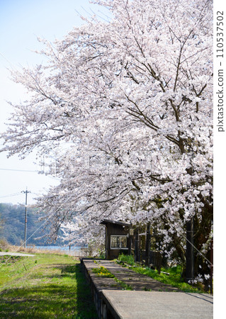 Cherry blossoms blooming at an abandoned railway station in Noto Cherry blossoms blooming at an abandoned railway station in Noto 110537502