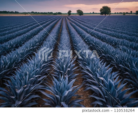 Panoramic view of blue corn field plantation with cloud sky background Panoramic view of blue corn field plantation with cloud sky background 110538264