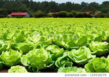 fresh green cabbage in the farm field fresh green cabbage in the farm field 110538270