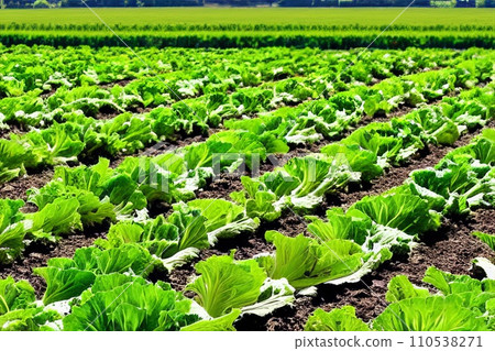 fresh green cabbage in the farm field fresh green cabbage in the farm field 110538271