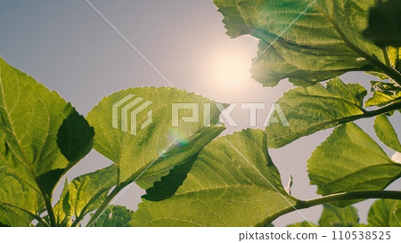 sunflower leaf close-up, rays sunlight from sunflower leaves, agriculture, fantastic rural, farm field nature view, green sunflowers, green sunflower sprouts, natural beautiful, field with young sunflower leaf close-up, rays sunlight from sunflower leaves, agriculture, fantastic rural, farm field nature view, green sunflowers, green sunflower sprouts, natural beautiful, field with young 110538525