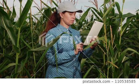 agriculture, farmer with digital tablet working corn field, hands touching tablet while working field, business farm, soil fertilizer control app outdoors check biotech outdoor industry rural harvest agriculture, farmer with digital tablet working corn field, hands touching tablet while working field, business farm, soil fertilizer control app outdoors check biotech outdoor industry rural harvest 110538585