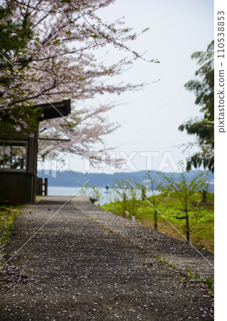 Cherry blossoms blooming at an abandoned railway station in Noto Cherry blossoms blooming at an abandoned railway station in Noto 110538853