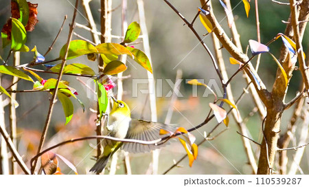 The flapping of white-eye wings The flapping of white-eye wings 110539287