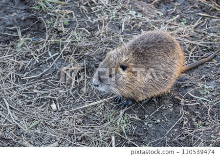 Nutria 110539474