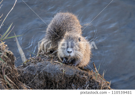 Nutria trying to get out of the irrigation canal 110539481