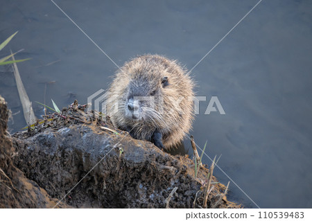 Nutria trying to get out of the irrigation canal 110539483