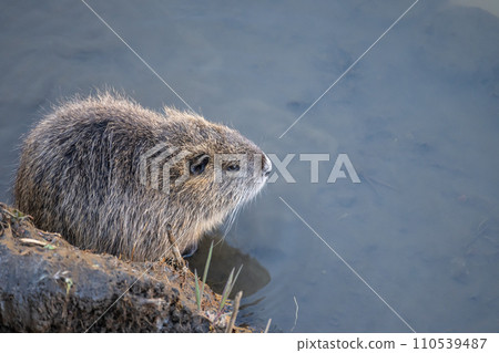Nutria in an irrigation canal 110539487