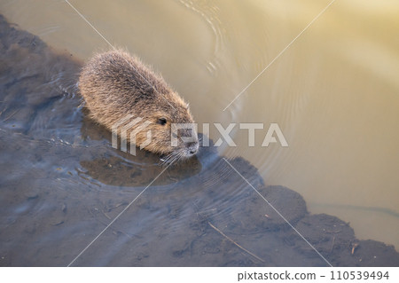 Nutria in an irrigation canal 110539494