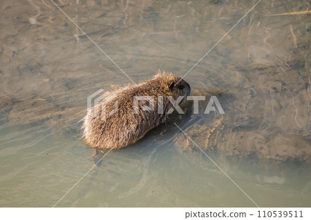 Nutria in irrigation canal Nutria in irrigation canal 110539511