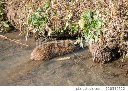 Nutria entering a burrow 110539512
