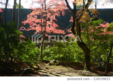 Kamigamo Shrine in autumn, autumn leaves on the grounds, Kita-ku, Kyoto City Kamigamo Shrine in autumn, autumn leaves on the grounds, Kita-ku, Kyoto City 110539655