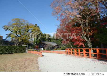 京都市北區上賀茂神社秋天的秋葉 京都市北區上賀茂神社秋天的秋葉 110539737