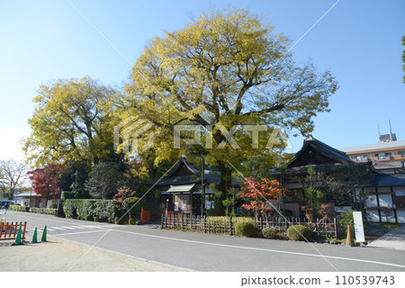 秋天 京都市北區上賀茂神社 三州殿 秋天 京都市北區上賀茂神社 三州殿 110539743