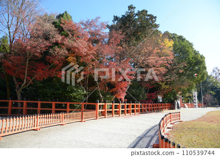 Kamigamo Shrine in autumn, autumn leaves on the grounds, Kita-ku, Kyoto City Kamigamo Shrine in autumn, autumn leaves on the grounds, Kita-ku, Kyoto City 110539744