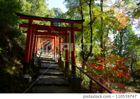 秋天的上賀茂神社，京都市北區雙葉姬稻荷神社參道上的鳥居 110539747