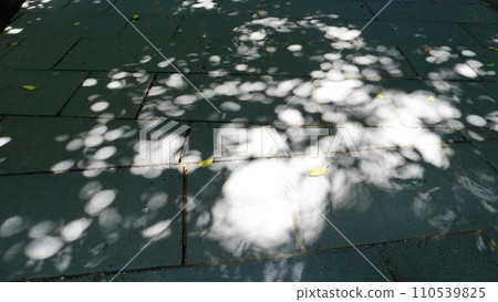 [Japan] Sidewalk with sunlight filtering through the trees (Sarushima, Kanagawa) 110539825