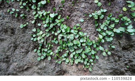 [Japan] Close-up of Ivy leaves on a rock wall (Sarushima, Kanagawa) 110539828