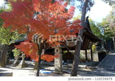 京都市北區紫野秋天的今宮神社，庭院裡的秋葉 110539979