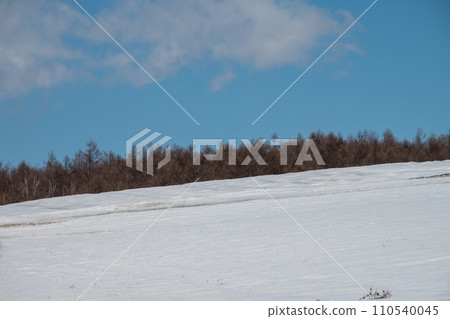 陽光明媚的日子裡的雪地和灌木叢 110540045