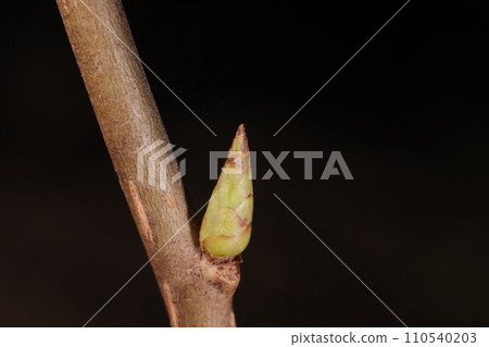 十二月的天然植物、黑角樹、冬芽和葉疤。冬芽長不足1厘米,葉痕呈美麗的半圓形。 十二月的天然植物、黑角樹、冬芽和葉疤。冬芽長不足1厘米,葉痕呈美麗的半圓形。 110540203