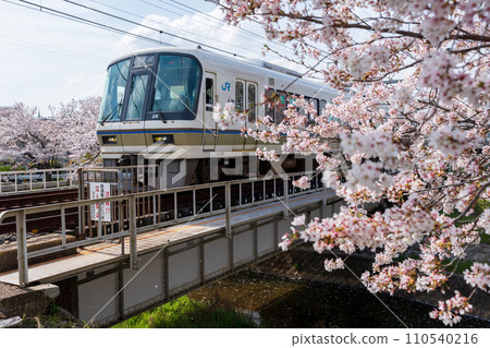 奈良線 大和線 佐保川櫻花盛開 110540216