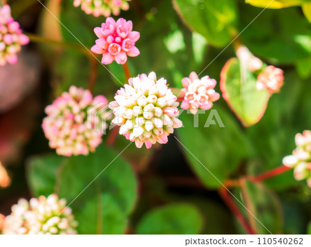 Lovely pink and white flowers of Himetsurusoba (Himetsusoba) 110540262