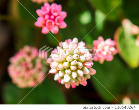 Lovely pink and white flowers of Himetsurusoba (Himetsusoba) 110540264