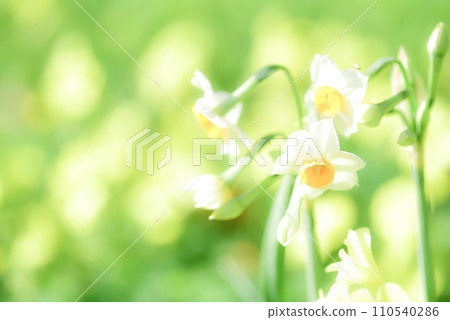 Narcissus flower Narcissus flower 110540286