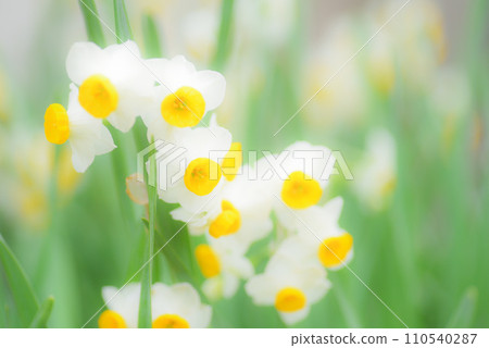 Narcissus flower Narcissus flower 110540287