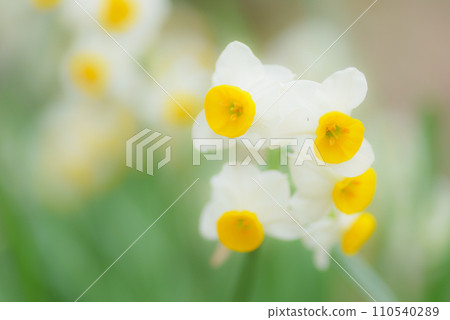Narcissus flower Narcissus flower 110540289