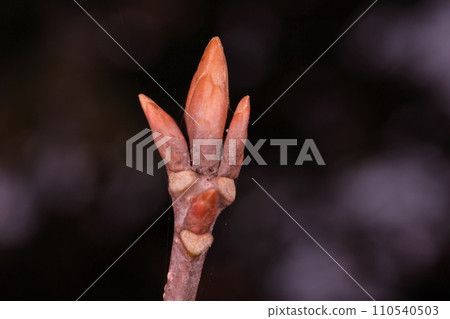 Natural plant Quercus, winter buds and leaf scars. Several winter buds are attached together, and the leaf scars are semicircular. Natural plant Quercus, winter buds and leaf scars. Several winter buds are attached together, and the leaf scars are semicircular. 110540503