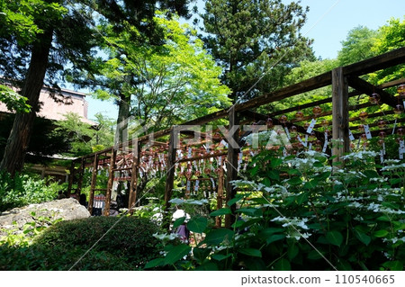 Seiryuzan Kichijoji, where hydrangeas are in full bloom 110540665
