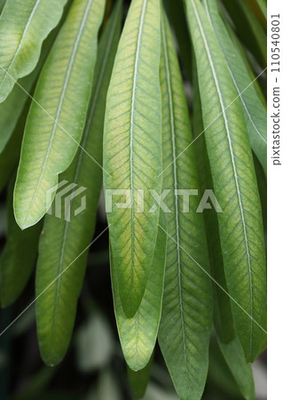 Plumeria obtusa seliquifolia leaves 110540801