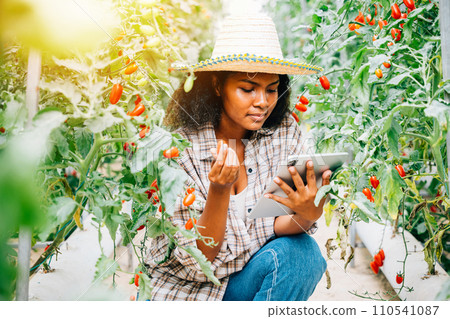 Smart farming in action, Asian Black woman farmer uses a digital tablet in the greenhouse. Owners work, growing tomatoes, inspecting vegetables for quality with innovation. Smart farming in action, Asian Black woman farmer uses a digital tablet in the greenhouse. Owners work, growing tomatoes, inspecting vegetables for quality with innovation. 110541087