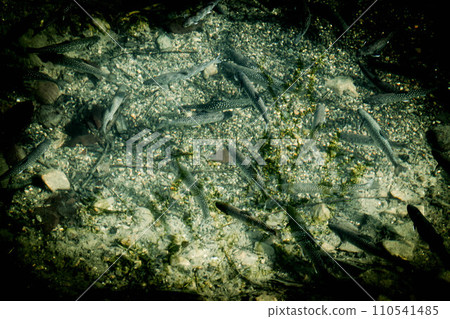 Fish Shadow ~Iwagyo~ 110541485