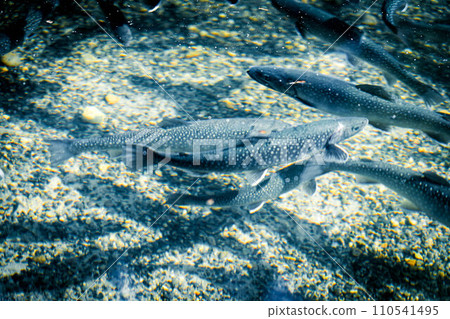 Fish Shadow ~Iwagyo~ 110541495