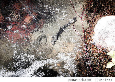 Rockfish going against the flow ~Shadow of the fish~ Rockfish going against the flow ~Shadow of the fish~ 110541635