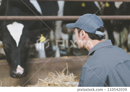 cow shed, cattle barn, gents 110542039