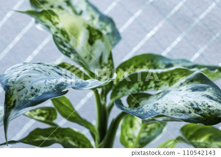 室內植物 Dihenbachia 的圖像 110542143