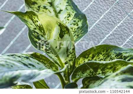 室內植物 Dihenbachia 的圖像 室內植物 Dihenbachia 的圖像 110542144